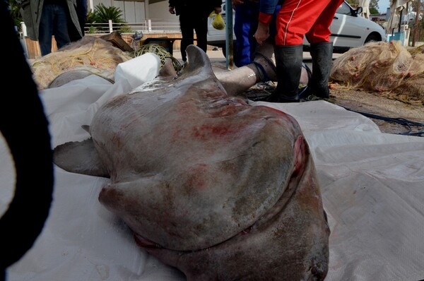 Ψαράδες στη Νέα Κίο έβγαλαν σκυλόψαρο 200 κιλών