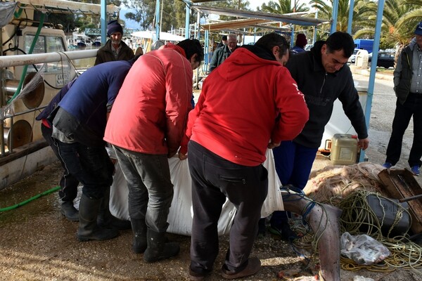 Ψαράδες στη Νέα Κίο έβγαλαν σκυλόψαρο 200 κιλών