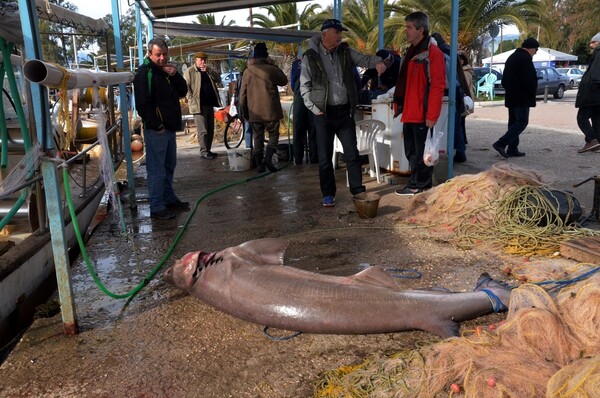 Ψαράδες στη Νέα Κίο έβγαλαν σκυλόψαρο 200 κιλών