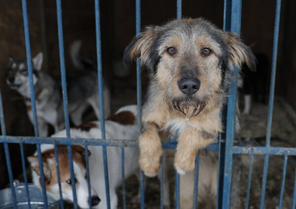Απόφαση σταθμός στην Καλιφόρνια - Μόνο ζώα από καταφύγια θα πωλούνται στα pet shops