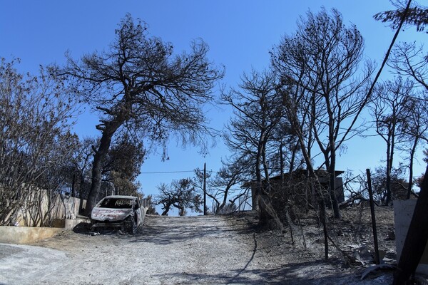 Κάτοικοι στο Σεφερχισάρ της Σμύρνης φύτεψαν 100 δέντρα για τα θύματα της πυρκαγιάς στο Μάτι