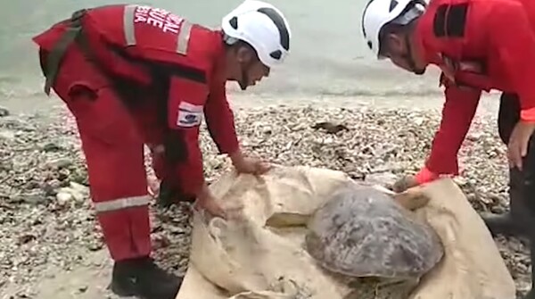 Ινδονησία: Εθελοντές έσωσαν δεκάδες χελώνες που χτυπήθηκαν από το τσουνάμι