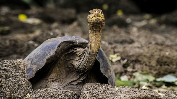 Ο «Μοναχικός Τζορτζ», η μακρόβια γιγάντια χελώνα, βοηθά ακόμη τους επιστήμονες στα μυστικά της μακροζωίας