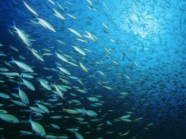 Νέα απειλή από τη σταδιακή συσσώρευση τοξικού υδράργυρου στα ψάρια λόγω της κλιματικής αλλαγής
