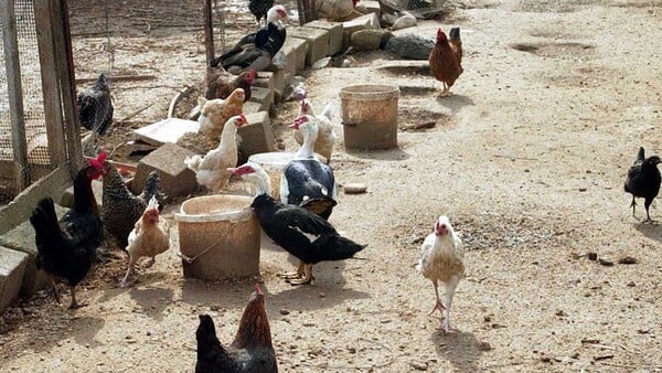 Συναγερμός στην Κοζάνη- Εντοπίστηκε κρούσμα γρίπης των πτηνών σε μονάδα πουλερικών