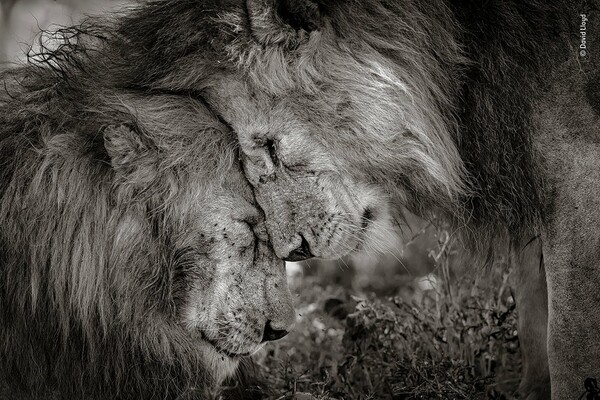 Αδελφικός Δεσμός - Τρυφερά, μεγαλοπρεπή λιοντάρια κέρδισαν το βραβείο Φωτογραφίας Άγριας Ζωής