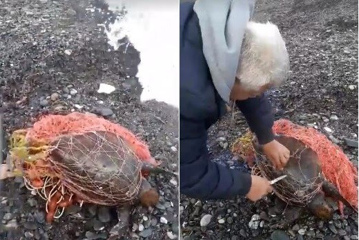 Πολίτες έσωσαν μικρή χελώνα στην Κρήτη που είχε μπλεχτεί σε δίχτυα