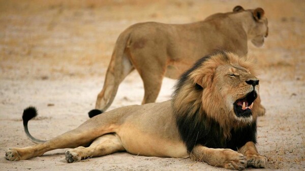 Έβγαλαν με πένσα τα νύχια από λιοντάρι σε ζωολογικό κήπο για να παίζει με τους επισκέπτες