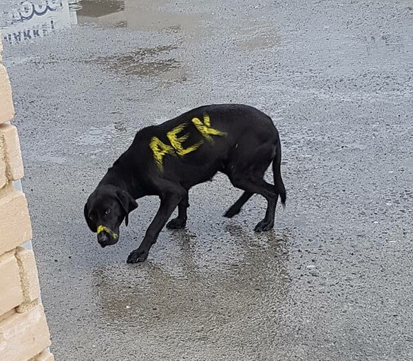 Κάποιοι απαράδεκτοι οπαδοί έκαναν αυτό σε αδέσποτο σκύλο