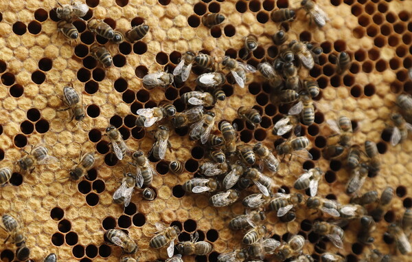 Οι μέλισσες ξέρουν να κάνουν πρόσθεση και αφαίρεση, ισχυρίζονται επιστήμονες