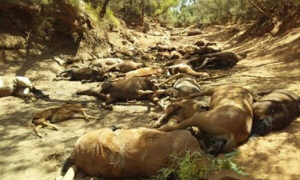 Αυστραλία: 40 άγρια άλογα νεκρά σε αυλάκι λόγω καύσωνα