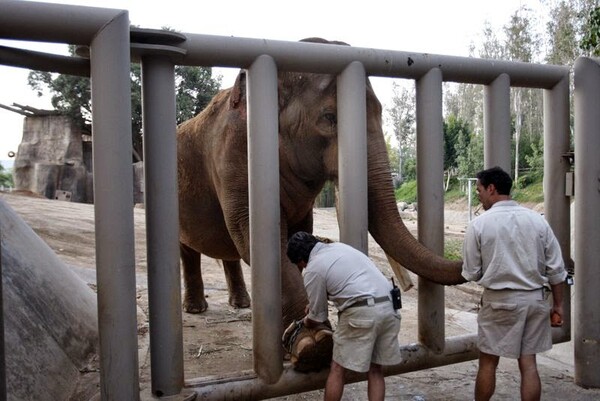 Ελέφαντας σε ζωολογικό πάρκο της Ιαπωνίας σκότωσε τον εκπαιδευτή του