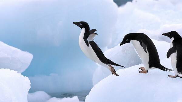 Οι επιστήμονες μόλις ανακάλυψαν πως είχαν κάνει μεγάλο λάθος σχετικά με το πόσοι πιγκουίνοι ζουν στην Ανταρκτική