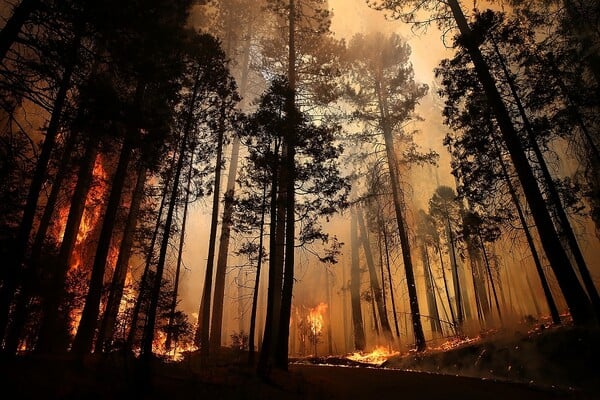 Έρευνα: Οι 9 στις 10 πυρκαγιές ξεκινούν από τους ανθρώπους
