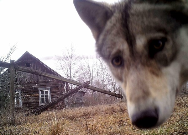 30 χρόνια μετά τον όλεθρο του Τσερνόμπιλ η άγρια ζωή ανθεί στην περιοχή, αλλά οι λύκοι θανατώνονται κατά χιλιάδες