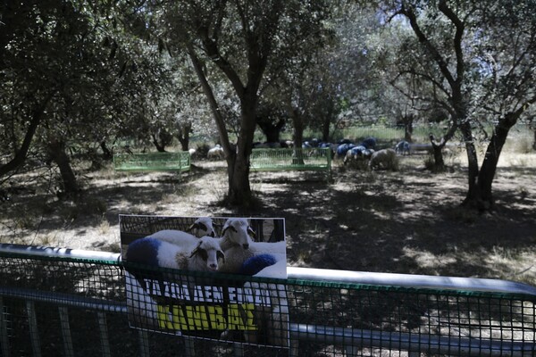 Διαμαρτυρία για τα μπλε πρόβατα στη Γεωπονική Σχολή Αθηνών (ΦΩΤΟΓΡΑΦΙΕΣ)