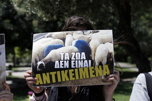 Διαμαρτυρία για τα μπλε πρόβατα στη Γεωπονική Σχολή Αθηνών (ΦΩΤΟΓΡΑΦΙΕΣ)