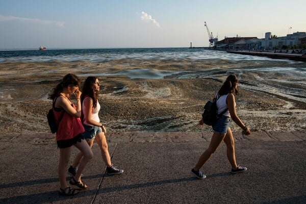 Θεσσαλονίκη: Απίστευτες φωτογραφίες από τον Θερμαϊκό Κόλπο- Το φαινόμενο του ευτροφισμού