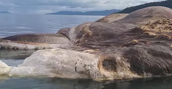 Λύθηκε το μυστήριο με το γιγαντιαίο κουφάρι που ξεβράστηκε σε ακτή της Ινδονησίας