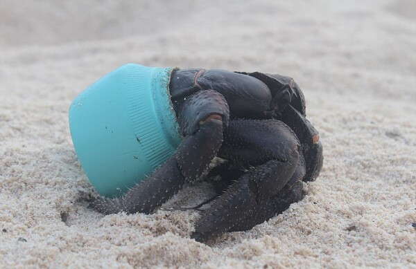 Καβούρια σε βαζάκια καλλυντικών: Δραματικές εικόνες από το απομακρυσμένο νησί που έχει τα περισσότερα σκουπίδια στον κόσμο