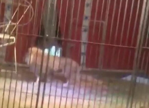 Η σοκαριστική στιγμή που λιοντάρι σε τσίρκο δάγκωσε τον λαιμό του θηριοδαμαστή και τον έσερνε μέσα στο κλουβί (ΣΚΛΗΡΕΣ ΕΙΚΟΝΕΣ)