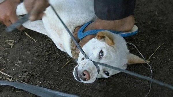Σοκαριστική έρευνα αποκαλύπτει πώς στο Μπαλί σφαγιάζονται κρυφά χιλιάδες σκυλιά και το κρέας τους πωλείται ως κοτόπουλο