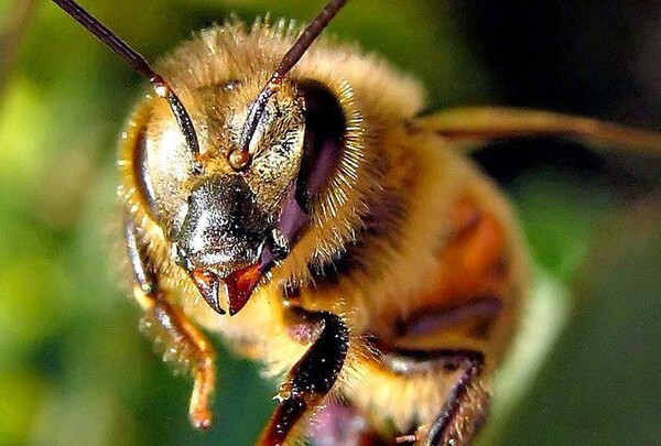 Δυο μεγάλες έρευνες αποκαλύπτουν μια πολύ σοβαρή παγκόσμια απειλή για τις μέλισσες