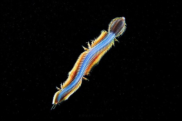 Απίστευτα πλάσματα από τα βάθη των ωκεανών του κόσμου