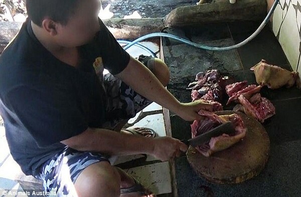 Σοκαριστική έρευνα αποκαλύπτει πώς στο Μπαλί σφαγιάζονται κρυφά χιλιάδες σκυλιά και το κρέας τους πωλείται ως κοτόπουλο