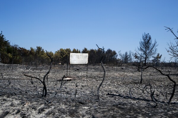 Προφυλακίστηκε ο 24χρονος για τους 16 εμπρησμούς στην Αττική - Έβαζε φωτιές για να βοηθάει στην κατάσβεσή τους