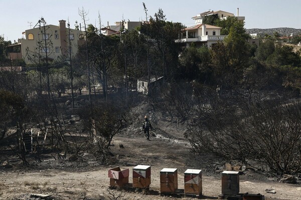 Οι πρώτες φωτογραφίες από την καταστροφική πυρκαγιά στην Ανάβυσσο