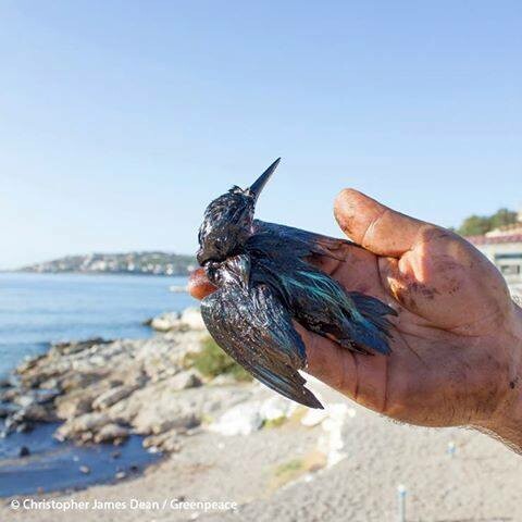Η αλκυόνη που έπεσε θύμα της πετρελαιοκηλίδας τελικά δεν τα κατάφερε