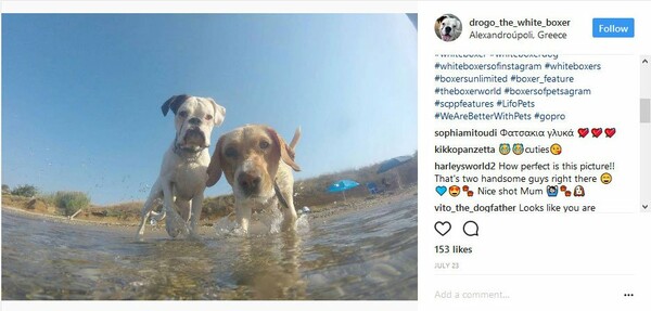 #WeAreBetterWithPets #Lifopets