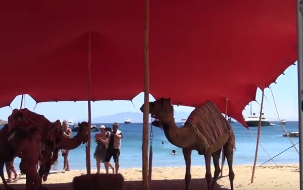 Αληθινές καμήλες είναι δεμένες στην παραλία του Nammos για την χλιδάτη συναυλία του Ρέμου