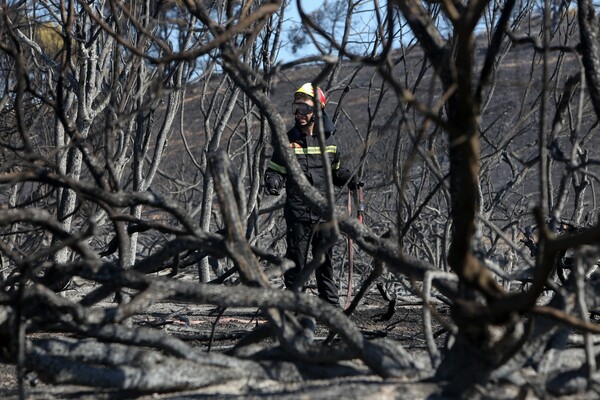 Οριοθετήθηκε η πυρκαγιά στην Ανάβυσσο - Συνεχίζονται οι προσπάθειες κατάσβεσης