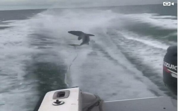 Οργή για το βίντεο που δείχνει ψαράδες να σέρνουν καρχαρία δεμένο σε ταχύπλοο σκάφος