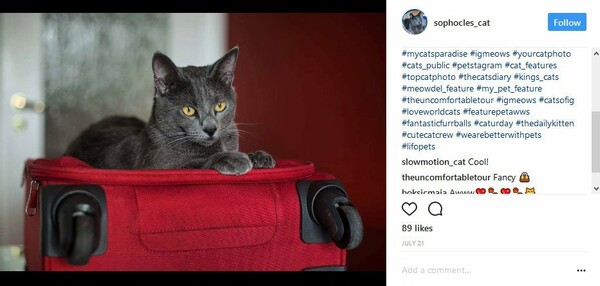 #WeAreBetterWithPets #Lifopets