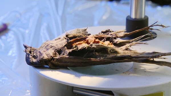 Ένα πουλί 4.200 ετών βρέθηκε συντηρημένο άριστα μέσα στους πάγους
