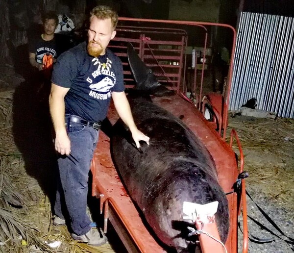 Φάλαινα ξεβράστηκε νεκρή με 40 κιλα πλαστικό στο στομάχι της - Πέθανε από γαστρικό σοκ