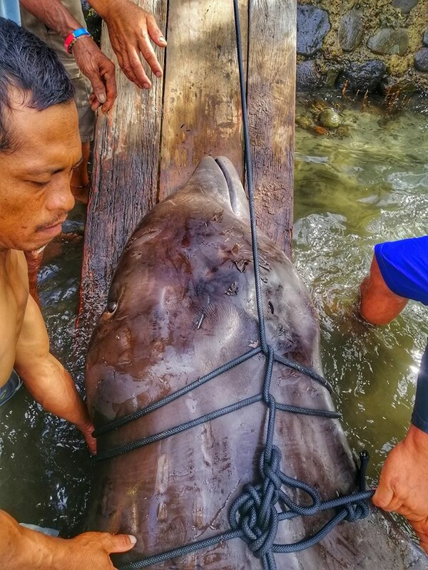 Φάλαινα ξεβράστηκε νεκρή με 40 κιλα πλαστικό στο στομάχι της - Πέθανε από γαστρικό σοκ