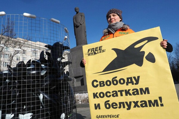 Παρέμβαση Ρωσίας για τις 100 φάλαινες που κρατούνται σε καταφύγιο στο Πριμόριε