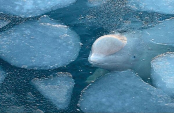 Παρέμβαση Ρωσίας για τις 100 φάλαινες που κρατούνται σε καταφύγιο στο Πριμόριε