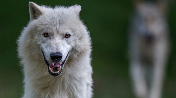 Ιατροδικαστής: Λύκοι κατασπάραξαν την Βρετανίδα στη Ροδόπη