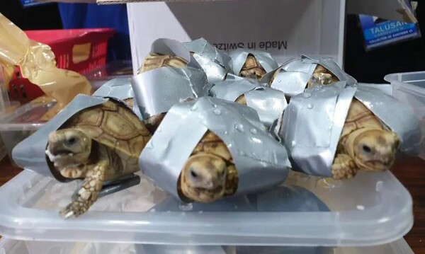 Απίστευτη βαρβαρότητα: Έδεσαν 1.500 χελωνάκια με ταινία για να τα περάσουν από αεροδρόμιο