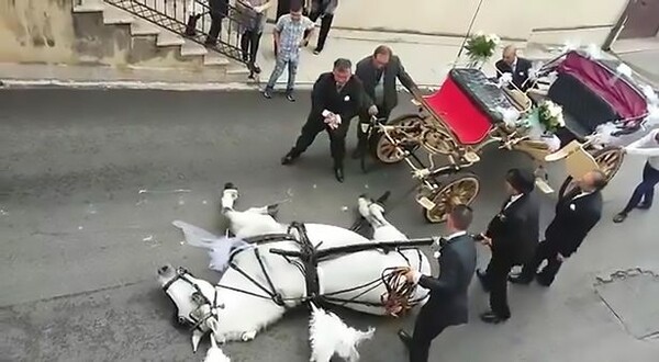Σοκάρει το βίντεο από τη Σικελία με άλογο να καταρρέει από εξάντληση ενώ έσερνε νυφική άμαξα μέσα στη ζέστη