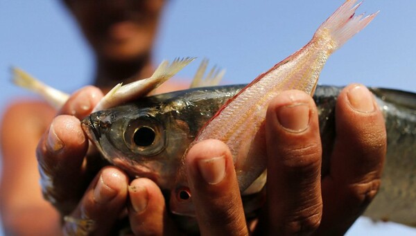 Αποστόλου: «Δεν έχουν εντοπιστεί ύποπτα δείγματα ψαριών από τη ρύπανση»
