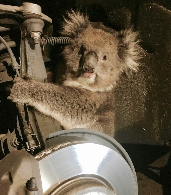 Αυστραλία: Koάλα βγήκε σώο από ταξίδι 16 χλμ. κρεμασμένο στον άξονα αυτοκινήτου