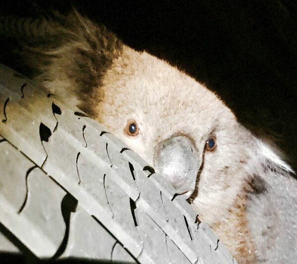 Αυστραλία: Koάλα βγήκε σώο από ταξίδι 16 χλμ. κρεμασμένο στον άξονα αυτοκινήτου