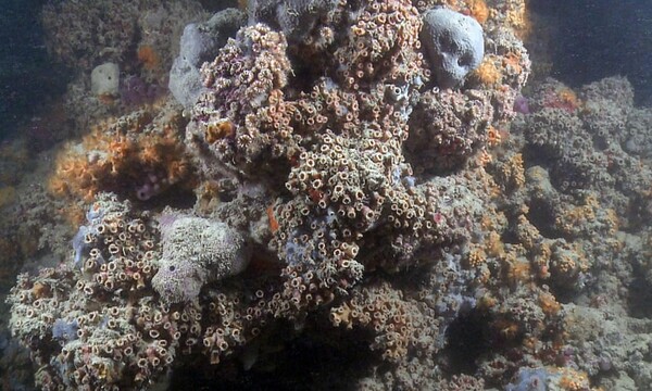 Ανακάλυψαν τον πρώτο κοραλλιογενή ύφαλο στη Μεσόγειο