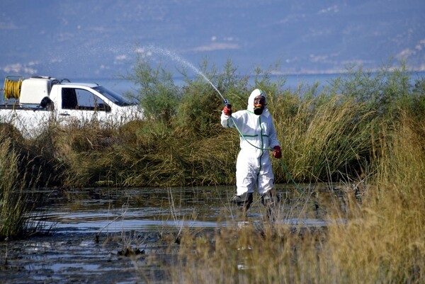 Νωρίτερα ξεκινούν φέτος οι ψεκασμοί για τα κουνούπια σε Αττική και Περιφέρεια